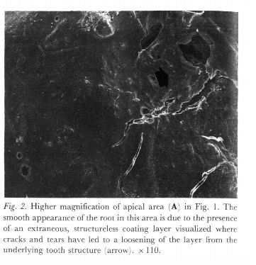 fig2.JPG